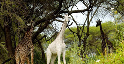 4-days-3-nights-safari-AG7Hl.jpg 1