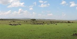 4-days-3-nights-safari-masai-mara-great-kenya-wildebeest-migration-Ljb3a.jpg 1