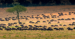 4-days-3-nights-safari-masai-mara-great-kenya-wildebeest-migration-Qj5Ux.jpg 3