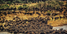 4-days-3-nights-safari-masai-mara-great-kenya-wildebeest-migration-dmkZQ.jpg 2