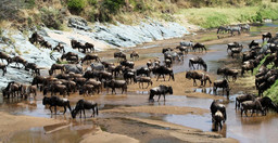 4-days-3-nights-serengeti-ngorongoro-tarangire-tanzania-aamf2.jpg 2