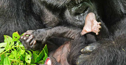 4-days-gorilla-and-chimp-tracking-safari-BkdhJQ04AB.jpg 2