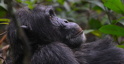 4-days-gorilla-and-chimp-tracking-safari-DpkGP4xssn.jpg 3