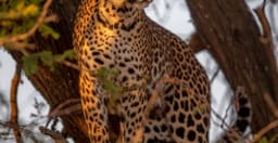 4-days-high-end-tanzania-safari-69Ek8.jpg 2