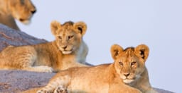 4-days-high-end-tanzania-safari-RCN6k.jpg 1