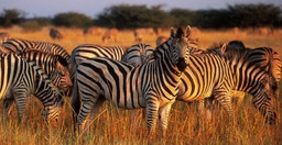 4-days-maasai-mara-nfVOh.jpg 1
