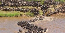 4-days-masai-mara-lake-nakuru-4i9wTdMX6a.jpg 3