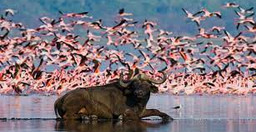 4-days-masai-mara-lake-nakuru-UlY2m0rh24.jpg 1