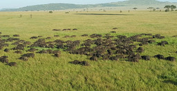 4-days-safari-serengei-np-ngorongoro-crater-and-tarangire-1yfXLJZgLs.jpeg 3