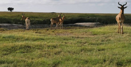4days-3night-selous-game-reserve-gxriQ5mhlw.jpeg 3