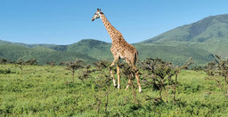 4days-3night-selous-game-reserve-t70fu8Frsd.jpeg 2