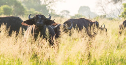 4days-budget-camping-private-safari-lake-manyara-serengeti-ngorongoro-5THKm.jpg 2