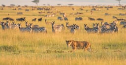 5-day-comfort-safari-experience-2VmUH.jpg 2