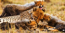 5-day-comfort-safari-experience-O33VM.jpg 1