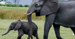 5-day-serengeti-wildebeest-migration-camping-expedition-18NQ8.jpg 3