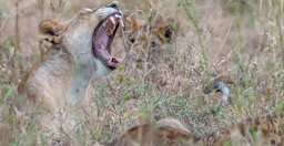 5-days-4-nights-safari-ZYs2V.jpg 3