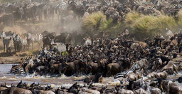 5-days-4-nights-taste-of-loxodonta-tanzania-safarisri-vBndr.jpg 3
