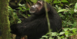 5-days-chimpanzee-gorilla-trekking-and-game-sighting-safari-Io9NjzHDJV.jpeg 2