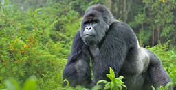 5-days-gorilla-tour-in-uganda-6UzybLtaqr.jpeg 3