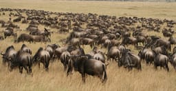 5-days-high-end-tanzania-safari-LbiSP.jpg 1