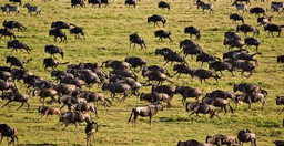 5-days-into-the-wildlands-on-offer-till-30th-dec-2020-L27Uw5ZJIy.jpeg 3