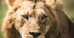 5-days-last-minute-safari-from-zanzibar-3stAw5h33l.jpg 3
