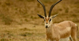 5-days-last-minute-safari-from-zanzibar-grleGPeZcc.jpg 1