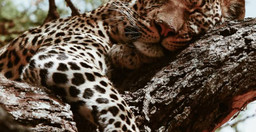 5-days-last-minute-safari-from-zanzibar-jww7K9qDon.jpg 2