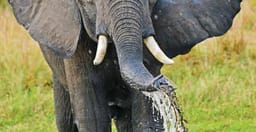 5-days-queen-and-gorilla-safari-TAyacTmHB5.jpg 2