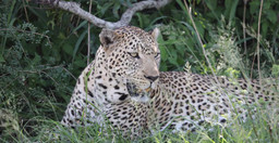 5days-masai-mara-lake-nakuru-lake-naivasha-safari-UH0JE4DatF.jpeg 1