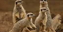 6-day-salt-pan-safari-in-botswana-LjOPB.jpg 2
