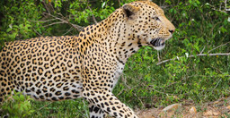 6-day-serengeti-wildebeest-migration-expedition-1VBBj.jpg 2