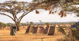 6-day-serengeti-wildebeest-migration-expedition-567Hf.jpg 1