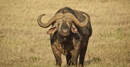 6-day-serengeti-wildebeest-migration-expedition-jHd6J.jpg 3