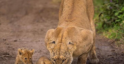 6-day-wildlife-safari-across-kenya-s-top-national-parks-SZSVqMwoCh.jpg 1