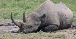 6-day-wildlife-safari-across-kenya-s-top-national-parks-eGykOjrnqi.jpg 3