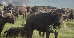 6-days-5-nights-maasai-mara-lake-nakuru-amboseli-safari-small-group-joining-OMMr5.jpg 1