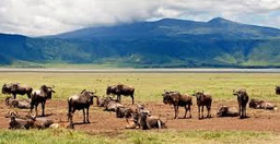 6-days-5-nights-serengeti-king-of-the-jungle-safari-TpjEK.jpg 1