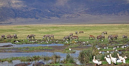 6-days-5-nights-serengeti-king-of-the-jungle-safari-iit8S.jpg 2