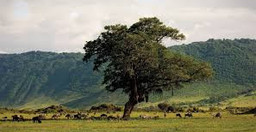 6-days-5-nights-serengeti-king-of-the-jungle-safari-nAsmZ.jpg 3