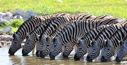 6-days-camping-safari-kenya-in-kenya-F1y7IBd57k.jpeg 2