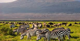 6-days-camping-safari-kenya-in-kenya-NUsQl7vRZT.jpeg 3