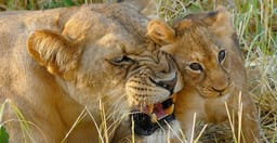 6-days-high-end-tanzania-safari-g4KZ4.jpg 2