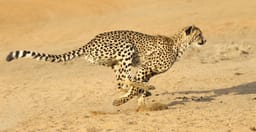 6-days-high-end-tanzania-safari-nkMWQ.jpg 1