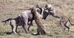 6-days-masai-mara-lake-nakuru-amboseli-national-park-JJVd0.jpg 2