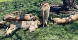 6-days-masai-mara-lake-nakuru-amboseli-national-park-PoIUP.jpg 3