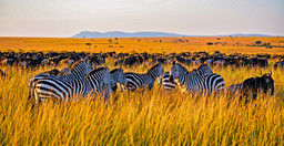 6-days-masai-mara-lake-nakuru-amboseli-national-park-UUNxZaPaid.jpg 2