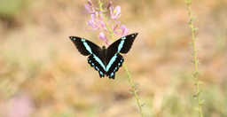 6-days-tanzania-luxury-tented-camp-safari-6znLz.jpg 1