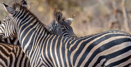 6-days-tanzania-luxury-tented-camp-safari-JkNvW.jpg 3