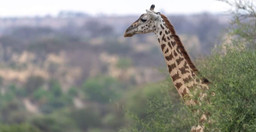 6-days-tanzania-luxury-tented-camp-safari-O9Nz2.jpg 2